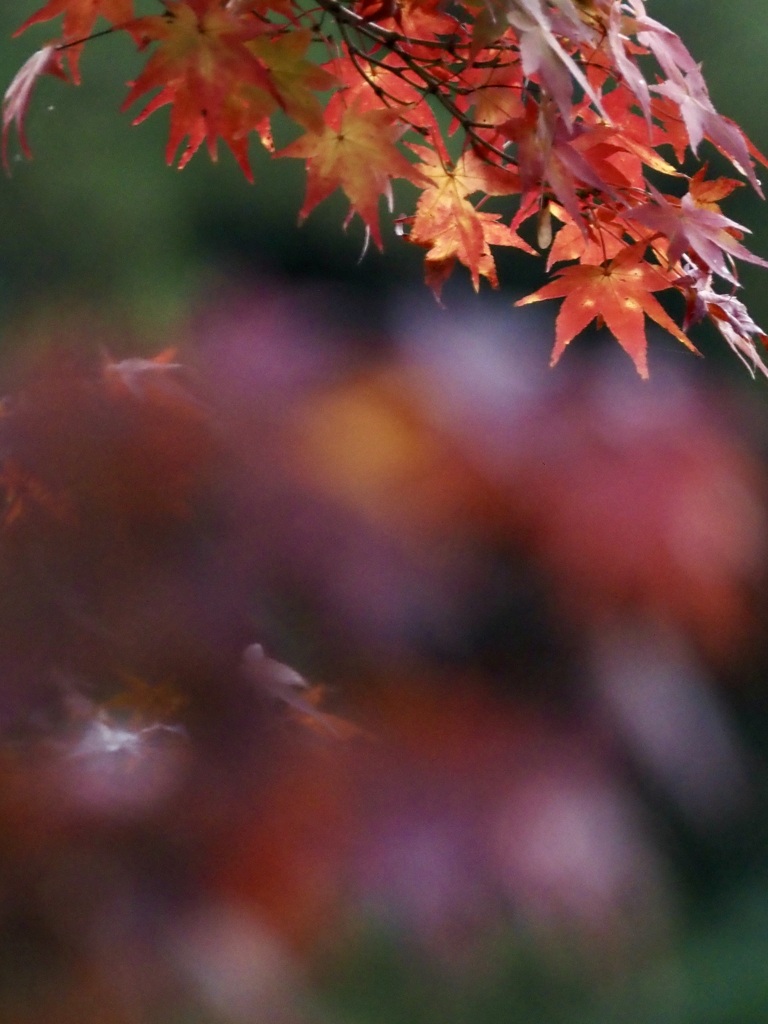 栗林公園の紅葉2