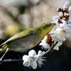 白ウメジロー