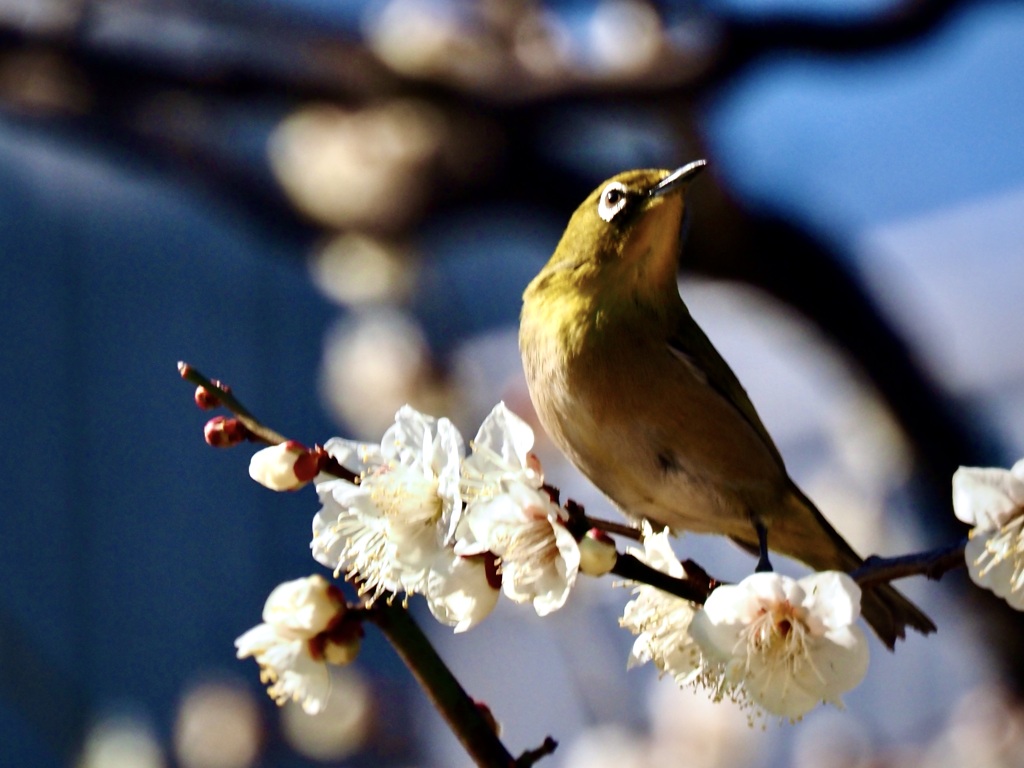 浜離宮恩賜公園でウメジロー