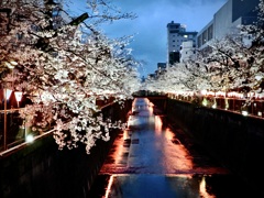 目黒川・夜桜