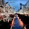 目黒川・夜桜