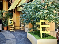 MIMOSA FESTA 2025 La Petite Fromagerie前