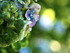 浄慶寺の紫陽花10