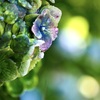 浄慶寺の紫陽花10