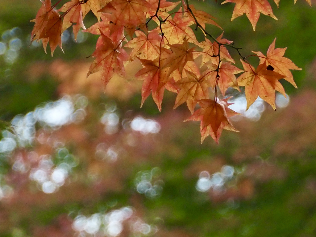 山中湖　紅葉まつり2