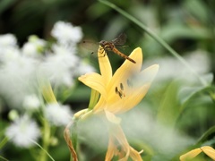 八幡平で出会った花々4