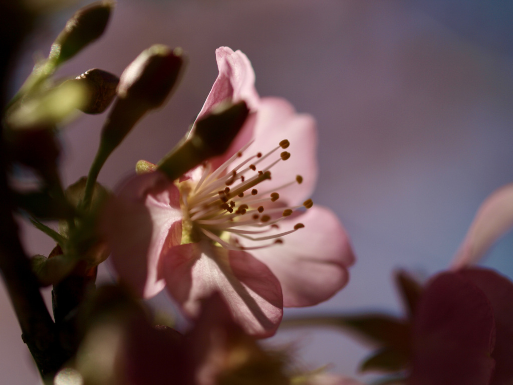 花らんぷ By Ex Ichiro Id 写真共有サイト Photohito