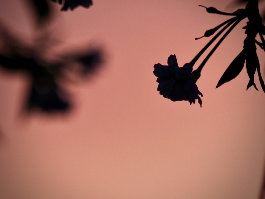 夕焼け空に枝垂れ桜