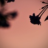 夕焼け空に枝垂れ桜