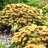 天空の花園　花壇編4