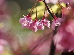 河津桜2