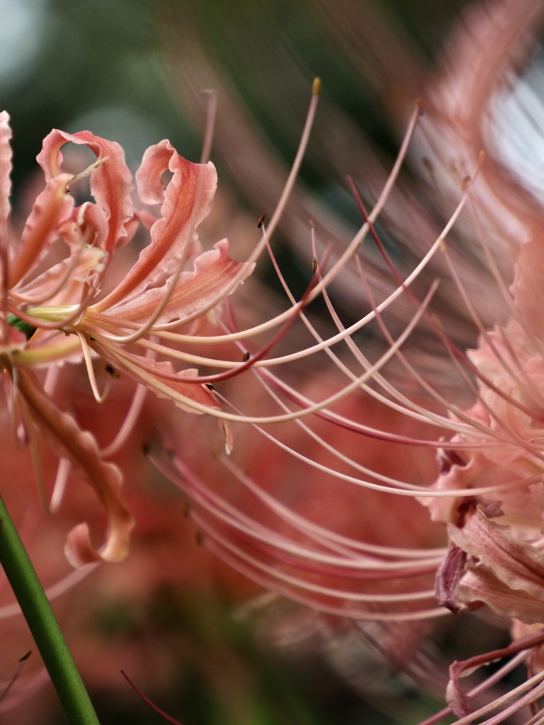ピンクの彼岸花