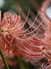 ピンクの彼岸花