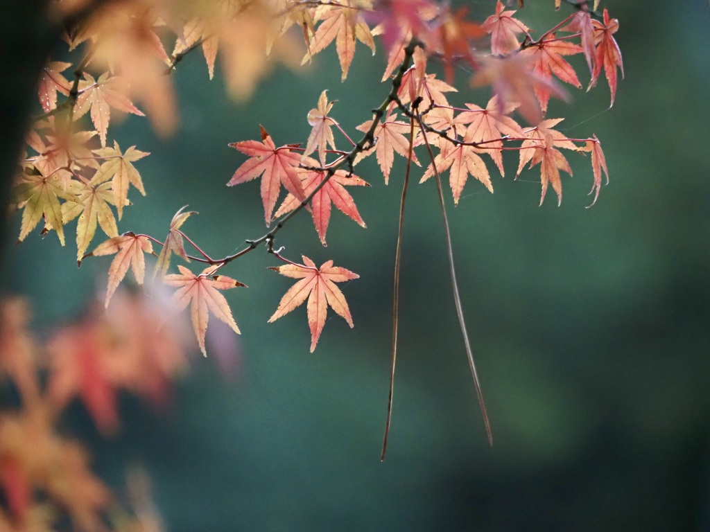 栗林公園の紅葉8