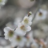 東京都庭園美術館の梅4
