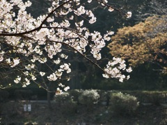 三ツ池公園の桜5