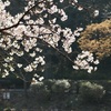 三ツ池公園の桜5