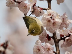 アンズとメジロ4