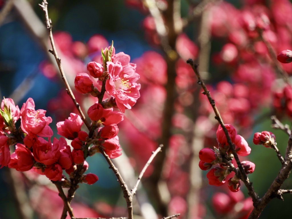 三ツ池公園の花桃