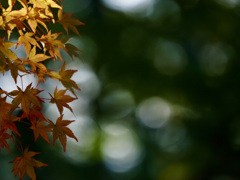 山中湖　紅葉まつり10