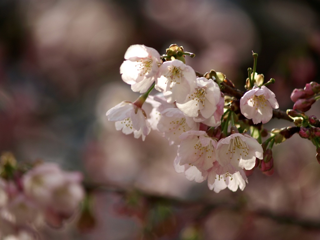 南桜公園のオオカンザクラ3