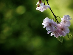 枝垂れ桜2