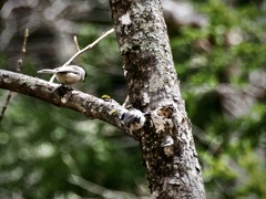 上高地でコガラ