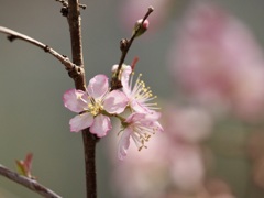 一重庭桜