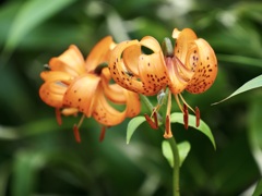 八幡平で出会った花々3