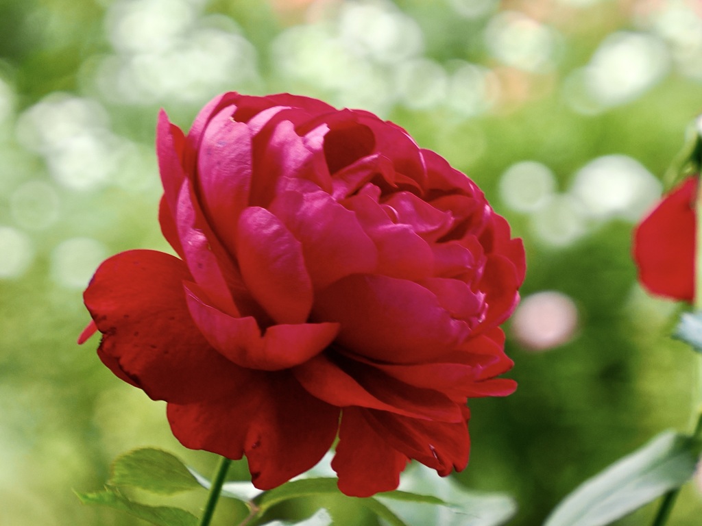 「愛情」と「情熱」