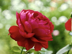 「愛情」と「情熱」