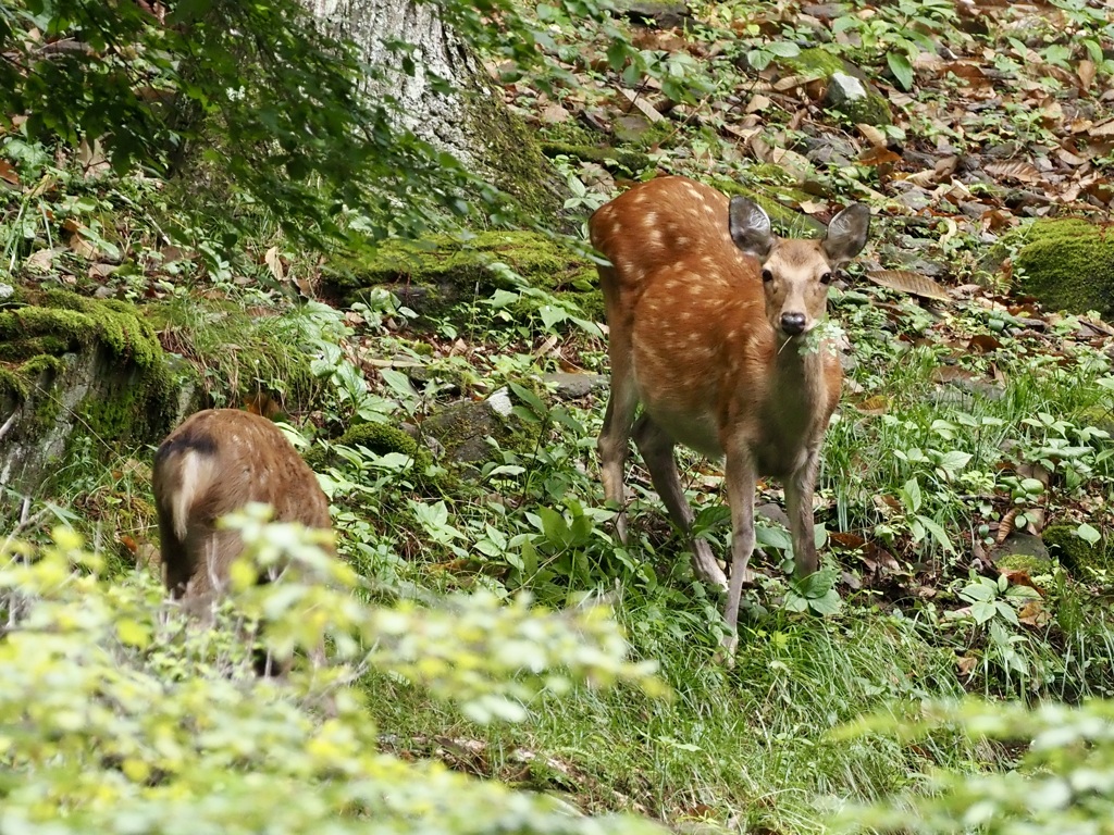 あっしには関わりねえ事でござんす