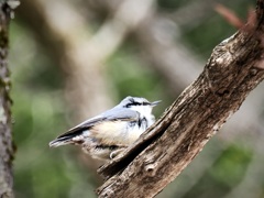 上高地でゴジュウカラ
