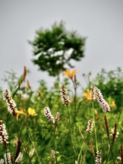 SORA terraceのイブキトラノオ
