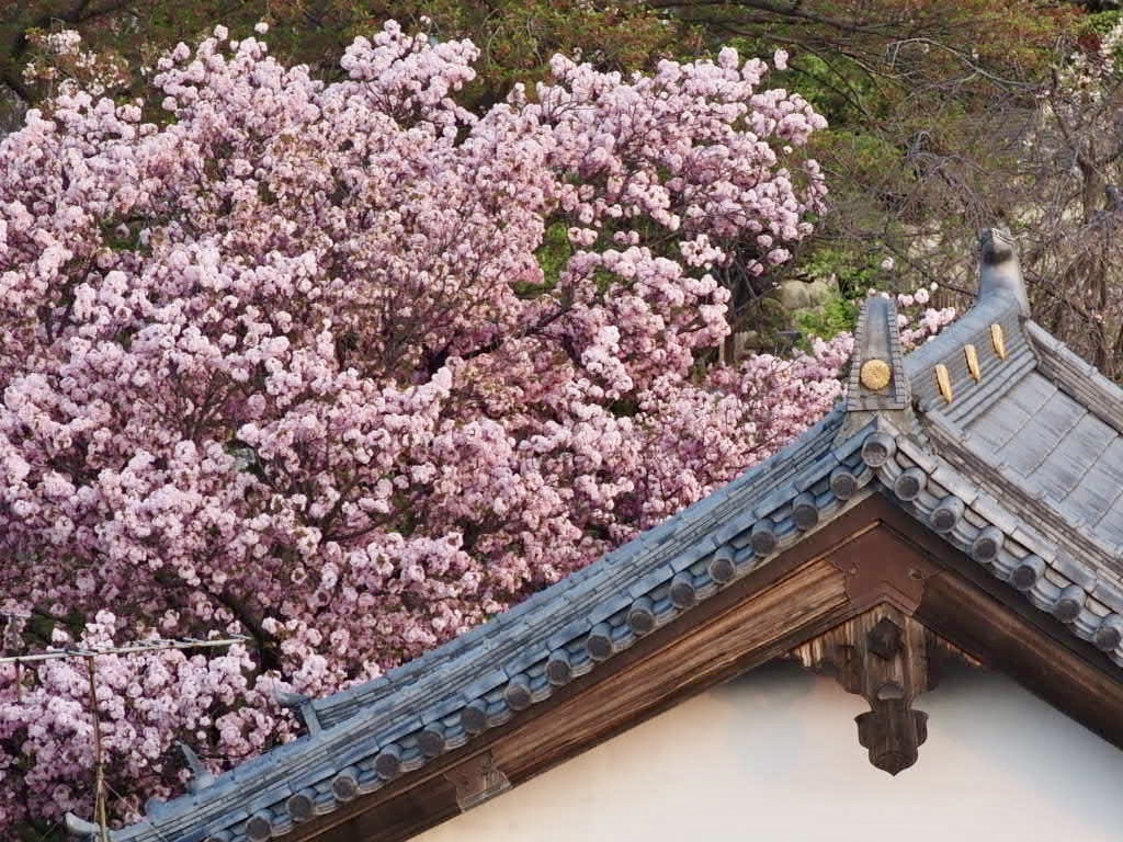 桜と天王院の屋根