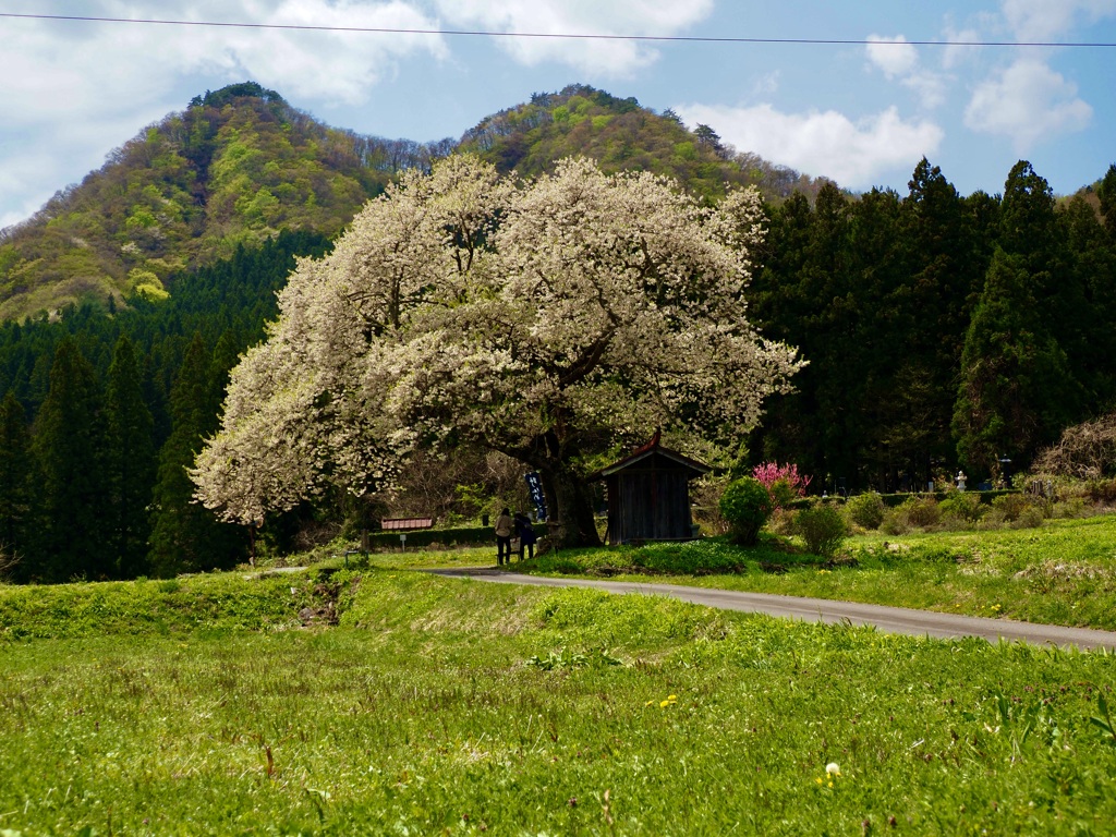 一之宮地蔵尊の桜2