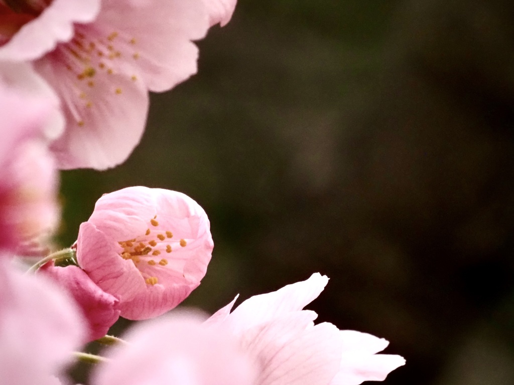 つぼみ以上開花未満