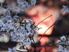 薄暮の桜