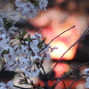 薄暮の桜