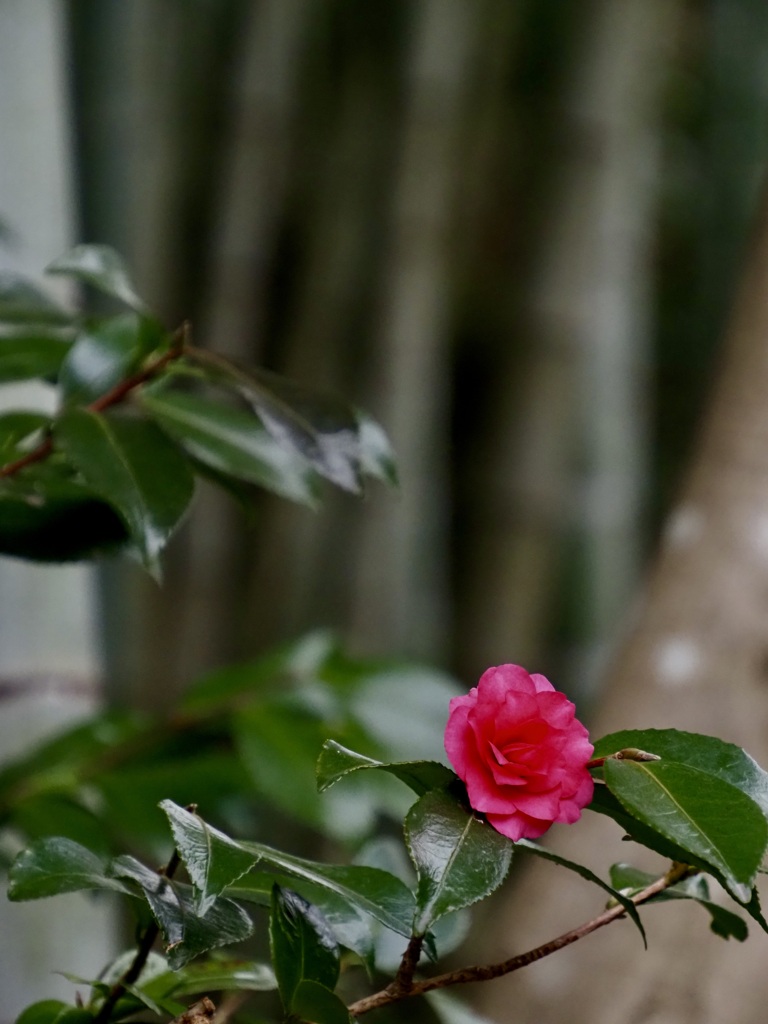 明月院の山茶花