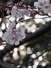 桜を玉ボケで飾る