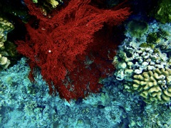 シュノーケリングトリップ・赤珊瑚