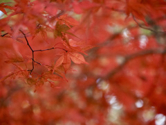 山中湖　紅葉まつり