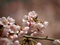南桜公園のオオカンザクラ4
