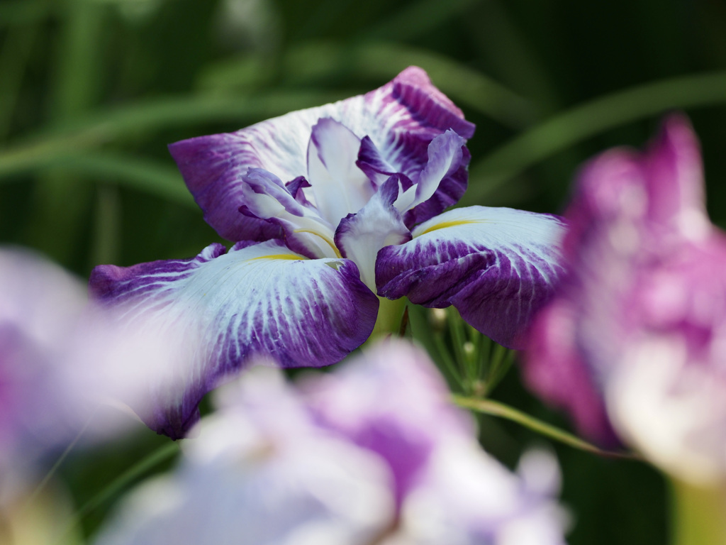 花菖蒲