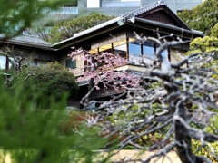 八芳園の河津桜3