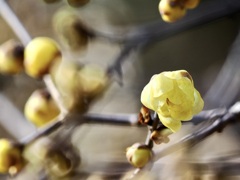 蝋梅はまだでした