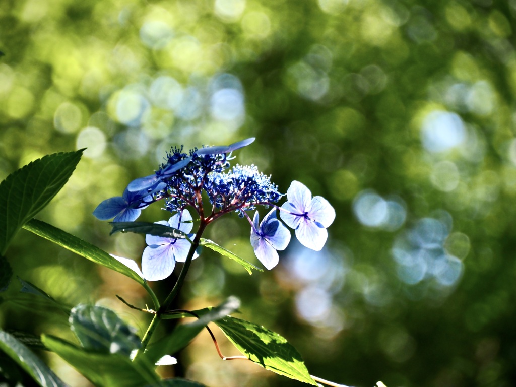 紫陽花に玉ボケの雨が降る2