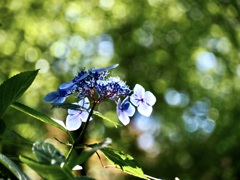 紫陽花に玉ボケの雨が降る2