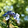紫陽花に玉ボケの雨が降る2